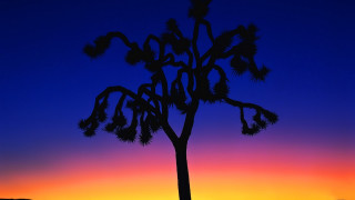 Silhouette tree sunset clouds bamboo - fauvism free wallpaper