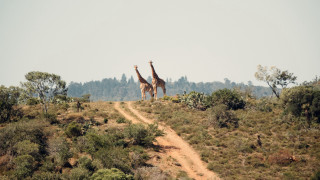 Giraffes dirt road wildlife nature - two giraffe free wallpaper
