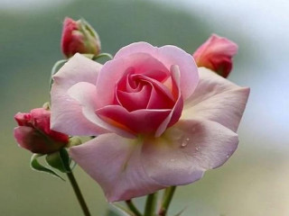 Pink rose green stem white - a white center free wallpaper