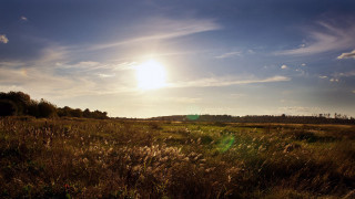 Field trees sunlight clouds blue - grass and trees free wallpaper