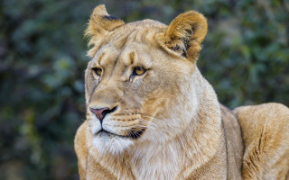 Lion closeup camera blurry background - a blurry background of trees free wallpaper for desktop