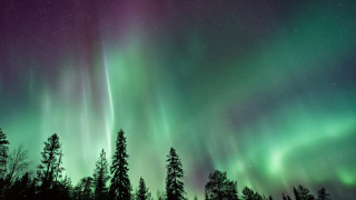 Aurora borealis tree snowy ground - akseli gallenkallela free wallpaper