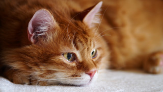 Cat closeup white blanket green - a white blanket free wallpaper