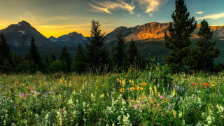 Wildflowers trees mountains sunset clouds 2 - a sky free wallpaper for desktop