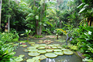 Tropical pond lily pads waterfall - nature free wallpaper