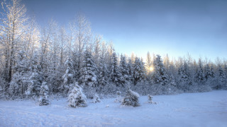 Snowy landscape trees sunbeam clouds - tree and a sky background free wallpaper