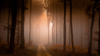 Foggy forest path sunshine autumn 2 - a path in the middle of a forest free wallpaper