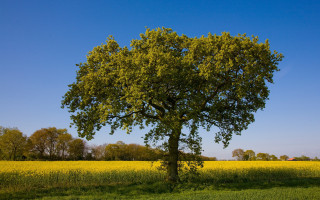 Large tree yellow flowers blue - free landscape wallpaper