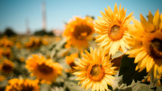 Sunflowers blue sky building autumn - a field of sunflowers free wallpaper