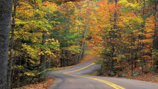 Forest road autumn leaves sunset - the road free wallpaper