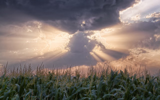 Corn field sunlight crepuscular rays - the cloud above free wallpaper for desktop