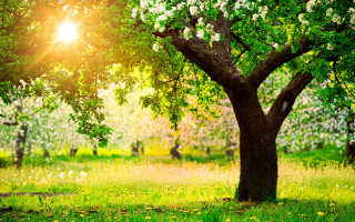 Tree sunshine field flowers bench - nature free wallpaper