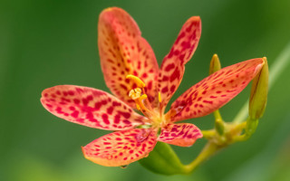 Red yellow flower green background 2 - a green background in the background free wallpaper