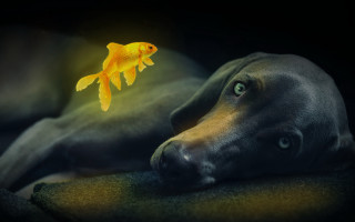 Dog couch goldfish glowing fish - fish free wallpaper for desktop