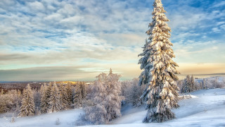 Snowy tree landscape mountain lake - a blue sky free wallpaper