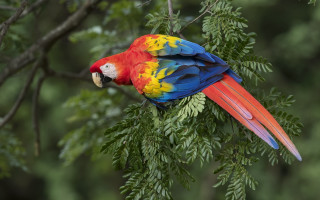 Colorful parrot fauvism puzzle animal - a colorful parrot free wallpaper