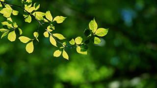 Green leaf sunlight bokeh butterfly - visible free wallpaper for desktop