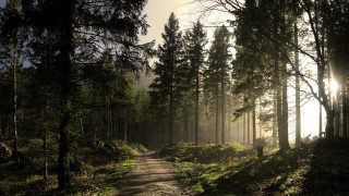 Dirt path forest sunlight fog - sun free wallpaper for desktop