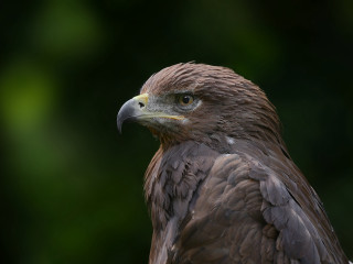 Bird prey closeup openmouth teeth - prey free wallpaper for desktop