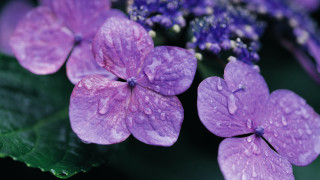 Purple flower water droplets macro 23 - a purple flower free wallpaper