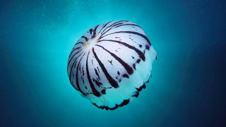 Floating jellyfish night sky moon - object free wallpaper