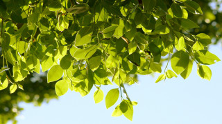 Tree leaves blue sky clouds 4 - against free wallpaper
