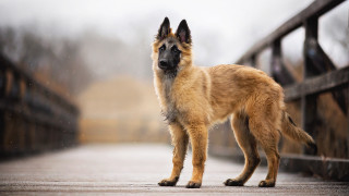 Sad dog bridge rain blurry - a sad look free wallpaper