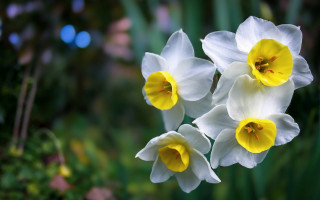 White yellow flowers green bokeh - the background and a blurry background behind them free wallpaper