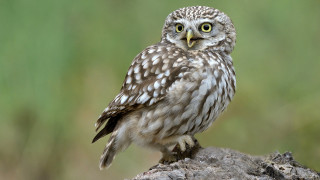 Small owl rock green background - anne nasmyth free wallpaper for desktop