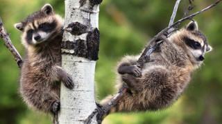 Raccoons climbing tree forest ecological - darrell riche free wallpaper for desktop