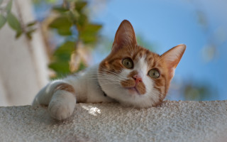 Cat white surface tree branch 2 - a blue sky in the background free wallpaper for desktop