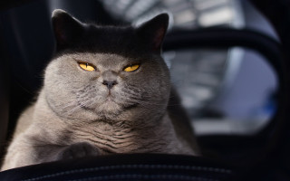 Black cat regal yellow eyes - a car seat free wallpaper