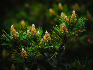 Pine cones closeup shallow depth - a close up of a pine tree free wallpaper