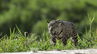 Leopard forest dandelion camouflage nature - a blurry background of trees free wallpaper for desktop
