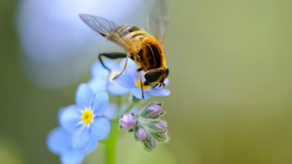 Bee flower blue background macro - the background and a blurry background behind free wallpaper for desktop