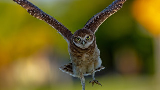 Small owl flying wings open - a small owl free wallpaper
