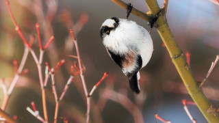 Small bird perched branch red - branch and a blurry background free wallpaper