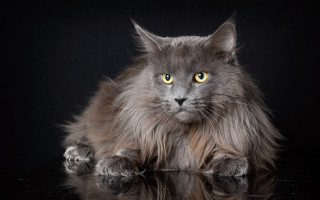 Fluffy gray cat yellow eyes - fluffy free wallpaper