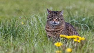Cat field flower grass bush 2 - eye free wallpaper for desktop