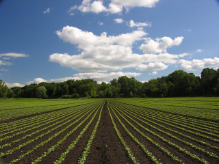 Crops trees blue sky clouds - a few green plant free wallpaper