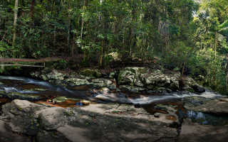 Lush green forest stream bridge 2 - a lush green forest free wallpaper
