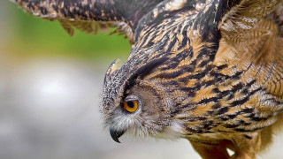 Bird prey wings spread eyes - a close up of a bird free wallpaper