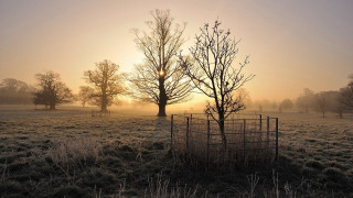 Fence trees fog sunset autumn - a fence and trees free wallpaper