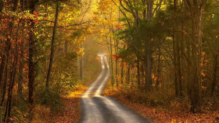 Forest road autumn leaves cityscape - a road in the middle of a forest free wallpaper