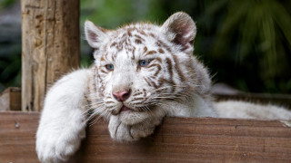 White tiger wooden platform blue - a wooden platform free wallpaper