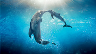 Dolphins ocean sunlight bubbles aurora - david young cameron free wallpaper