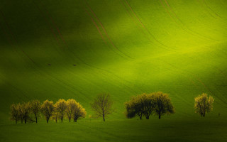 Green field trees birds joachim - over the tree free wallpaper