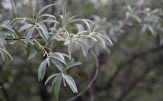Tree leaves buds bokeh macro - branch and a blurry background free wallpaper
