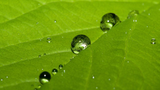 Green leaf water droplets macro 53 - the leaf free wallpaper
