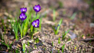 Purple flower bokeh garden park - anne rigney free wallpaper for desktop
